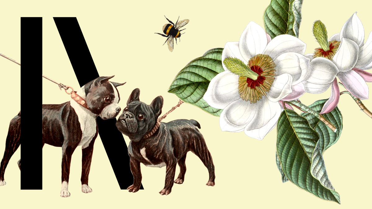 illustrasjon: logo til Naturhistorisk museum, men tegninger av hunder, blomster og en bie