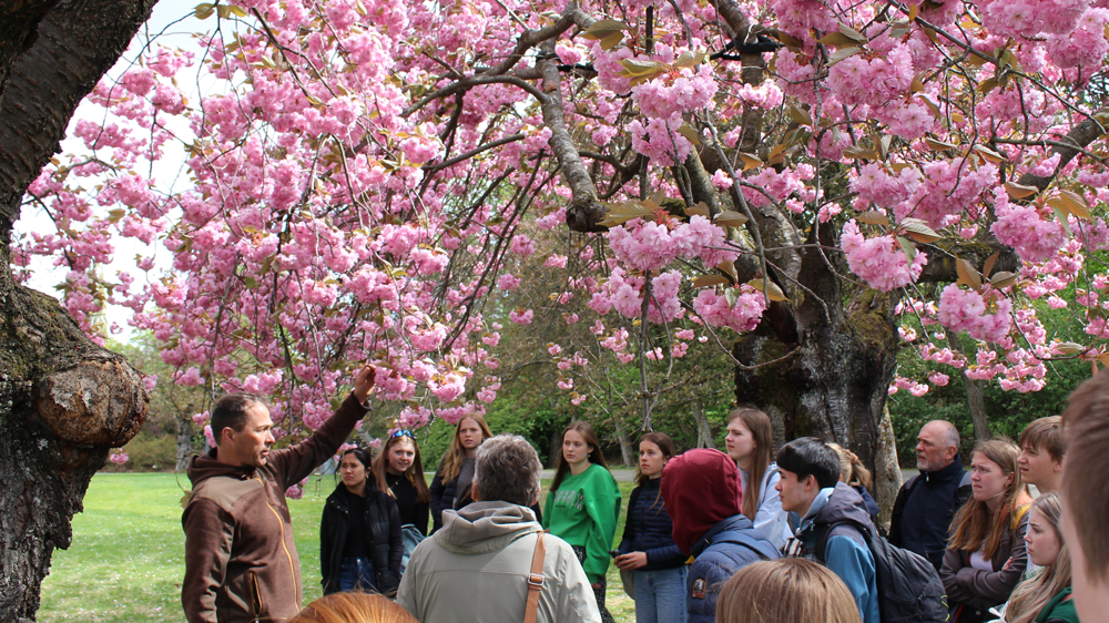Skoleelever står under blomstrende tre og hører på foredrag om treet