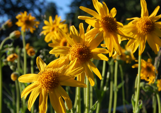 Flere gule blomster av arten solblom i blomstereng