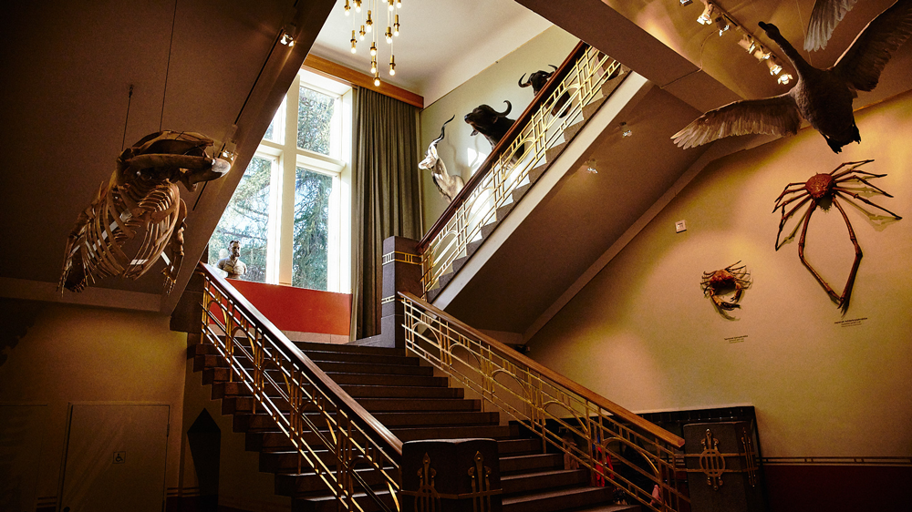Staircase in museum building with taxidermist animals on walls