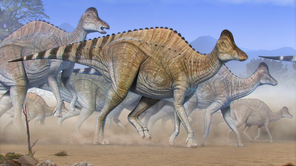 illustrasjon av flokk med dinosauren Hypacrosaurus