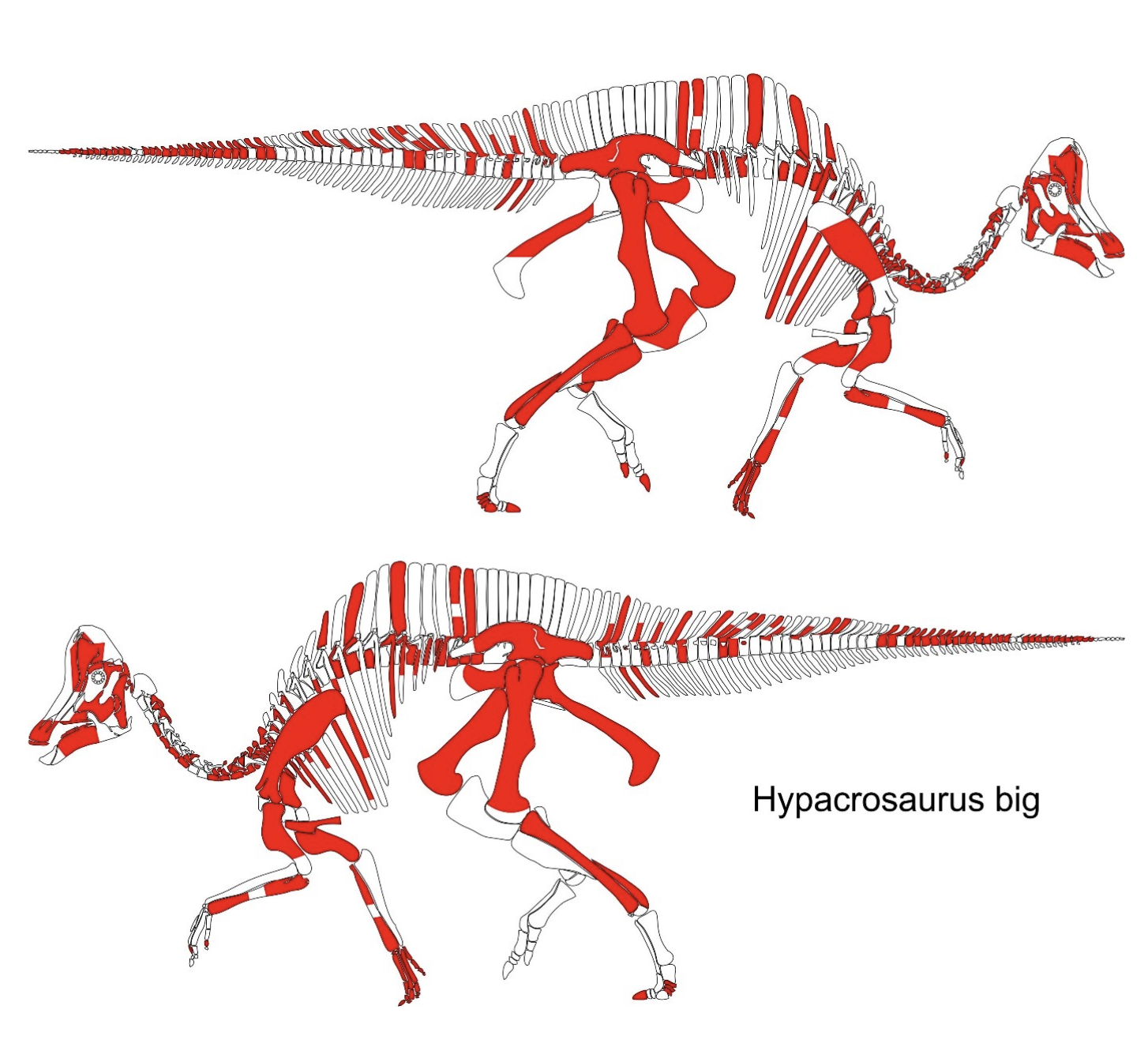 illustrasjon av skjelett av dinosauren hypacrosaurus. 70 % er markert i rødt og indikerer de delene av skjelettet som er ekte.