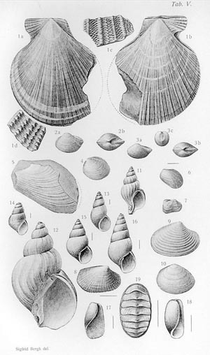 Illustrasjon av skjell og sneglehus