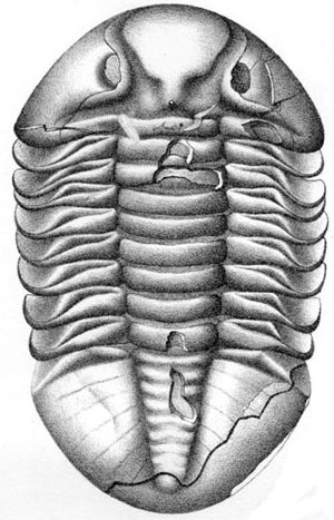 Trilobitt
