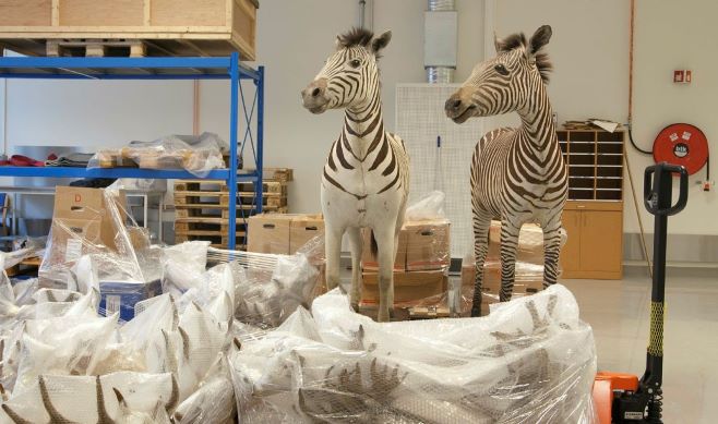 lagerrom med utstoppede og innpakkede dyr, deriblant to sebraer