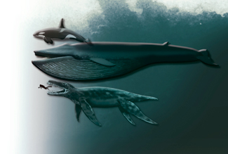 Spekkhogger, blåhval, menneske, pliosaur