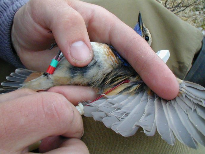 blodprøvetaking fra vinge på fugl