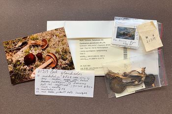 A typical specimen from the&amp;#160;Nordic collection, with associated photos and description of the collection. This is&amp;#160; Cortinarius glandicolor .&amp;#160;