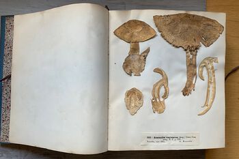 Really old collections often look different from collections of more recent date. This agaric ( Amanita caesarea ) from 1855&amp;#160;is cut into thin slices and pressed the same way as we often press plants.&amp;#160;