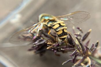 Noen sopper angriper og forårsaker sykdom hos dyr. Det gule "dunet" på bakenden til denne blomsterflua er en fluemugg ( Entomophthora muscae ).&amp;#160;&amp;#160;