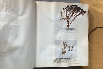 To fingersopper som er presset på samme måte. Disse har begge endret navn siden de ble samlet i 1855. Begerfingersopp ( Artomyces pyxidatus ) og gul småfingersopp ( Clavulinopsis corniculata ).