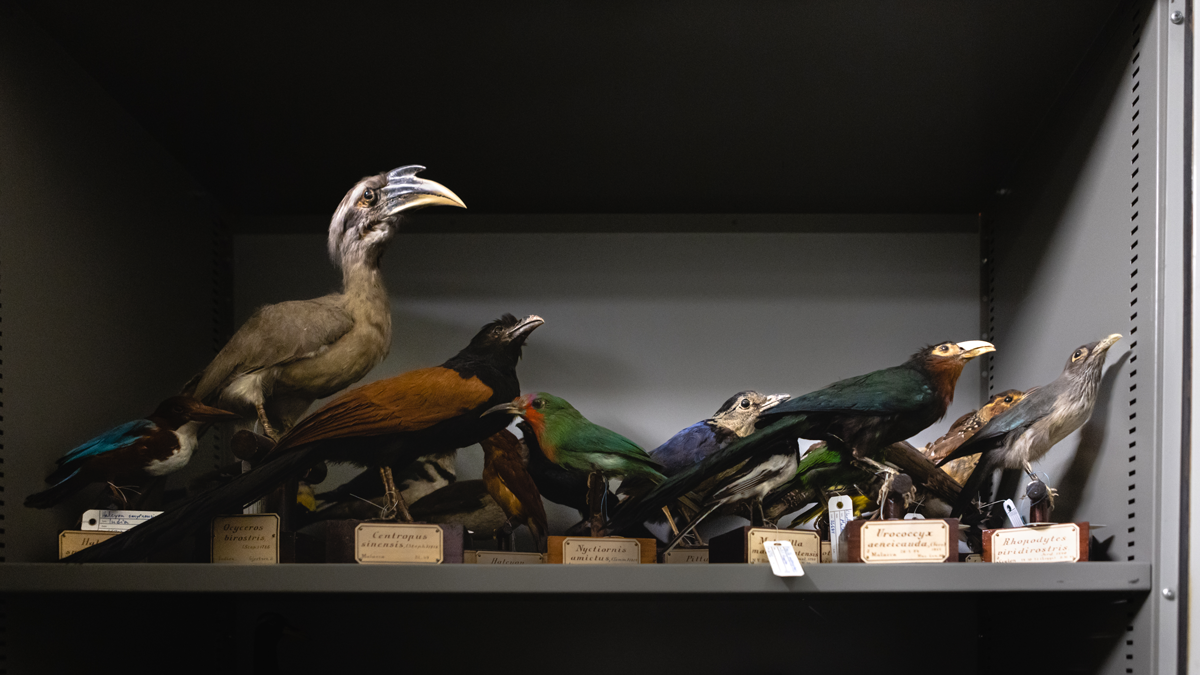 utstoppede fugler i magasin på naturhistorisk museum