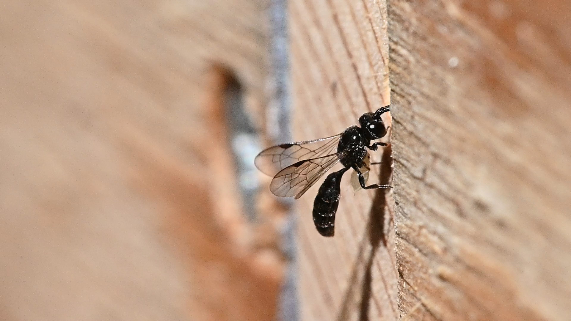 Bladlusgravevepsen Luselise flyr inn til Tøyen Bee & Bee