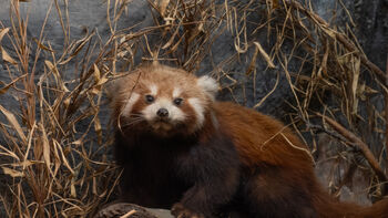 rød panda ,kjøttetere ,pels ,snute ,terrestrisk dyr.