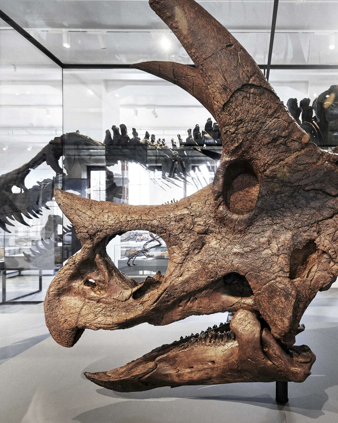 triceratops hodeskalle i glassmonter