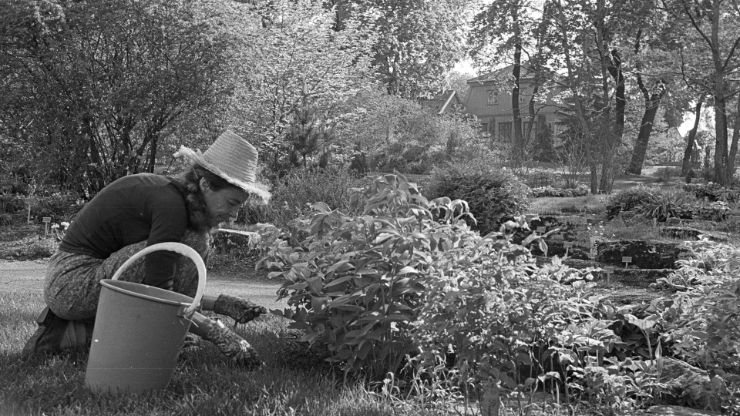 Gartner Eva Liljedahl luker i Fjellhagen. Tøyen hovedgård sees i bakgrunnen (Datering:&amp;#160;mai 1976,&amp;#160;Museum for universitets- og vitenskapshistorie)