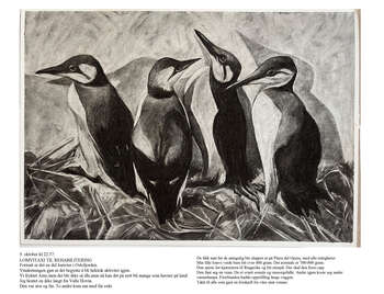Bird ,Beak ,Flightless bird ,Penguin ,Seabird.