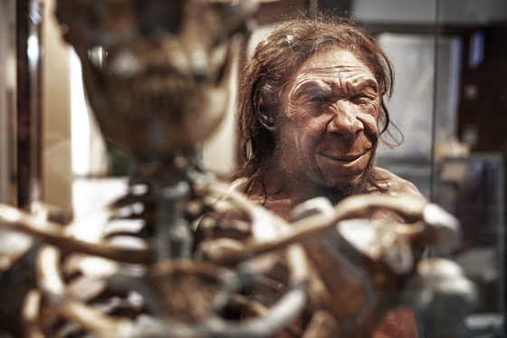 rekonstruert modell og skjelett av neandertal i utstilling