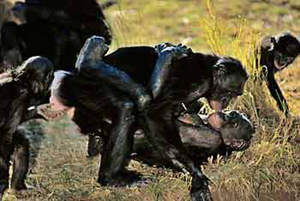 bonobo