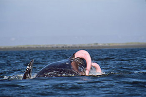 whales