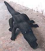 Krokodille