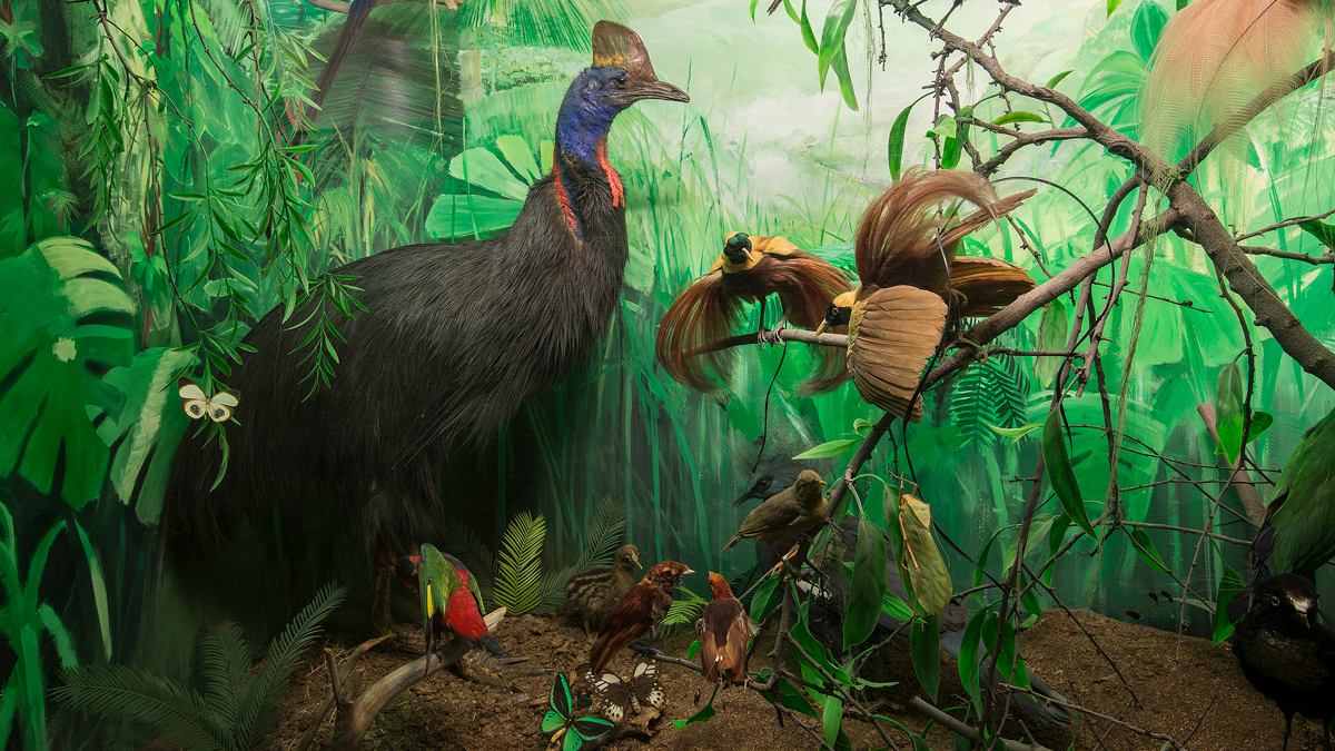 taxidermy animals in zoological exhibit of the Papuan fauna